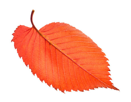 back side of red fallen leaf of elm tree isolated