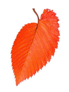 orange and red fallen leaf of elm tree isolated