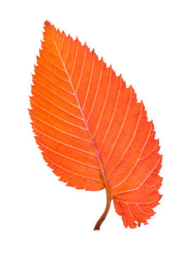 back side of orange and red leaf of elm tree