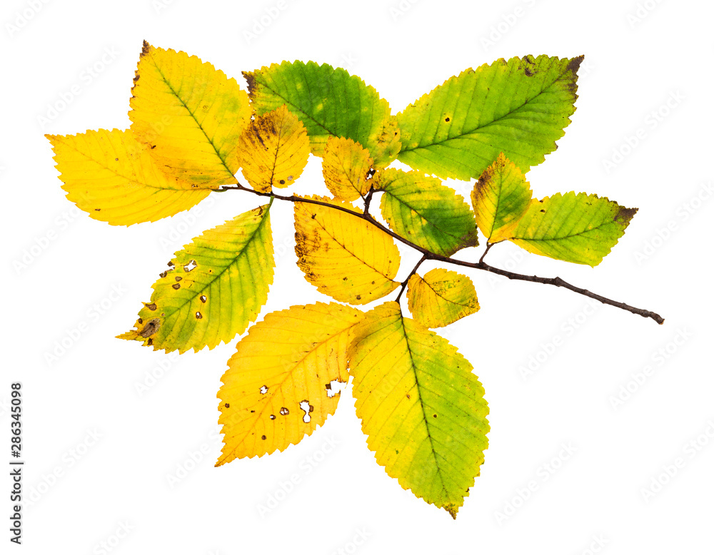 Canvas Prints branch with yellowing leaves of elm tree in autumn