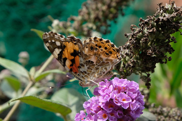 Papillon sur une fleur