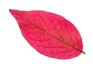 back side of autumn pink leaf of euonymus plant