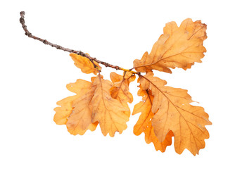 branch with brown oak leaves in autumn isolated