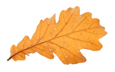 Naklejka na ściany i meble back side of fallen brown oak leaf isolated