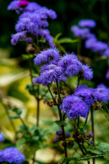久住高原夏の花