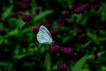 久住高原夏の花