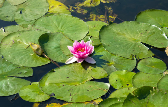 Delicate pink water lily and green lily pads