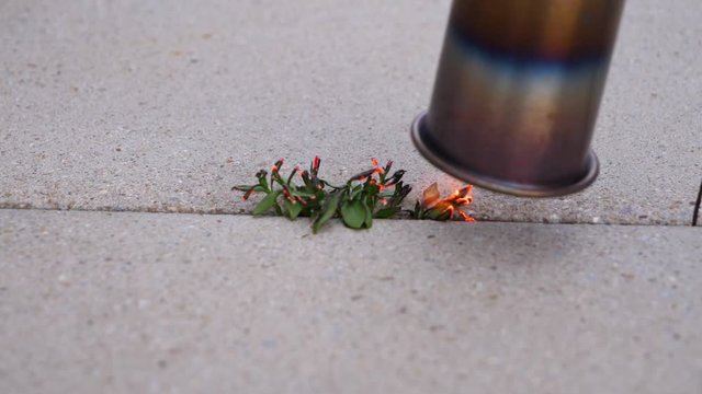 Slow Motion Shot Of Getting Rid Of Undesired Green Weeds By Burning Them With The Flame Of A Garden Weed Burner