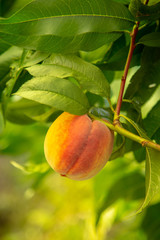 peach tree during a beautiful sunny summer day.