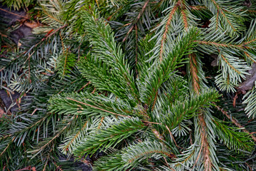 Fir tree branch. Green conifer branches closeup. Natural forest backdrop of spruce tree needles. Winter holiday background of Christmas tree. Fresh evergreen fir tree closeup.