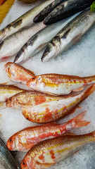 Freshly caught striped red mullet on ice for sale at fish market