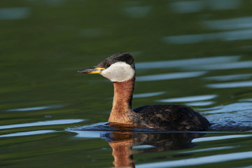 Red-necked grebe (Podiceps grisegena)