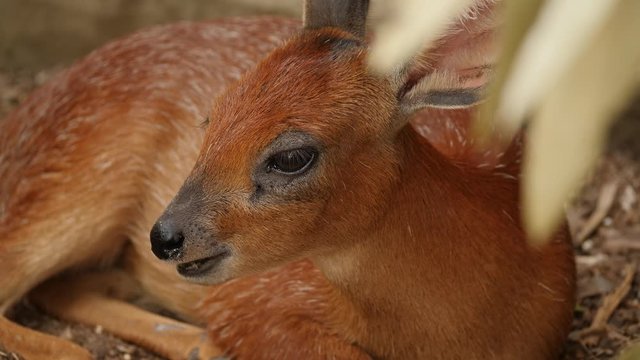 Duiker Antelope 