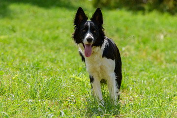 Cute black and white Border Collie puppy In the mountain on Andorra.