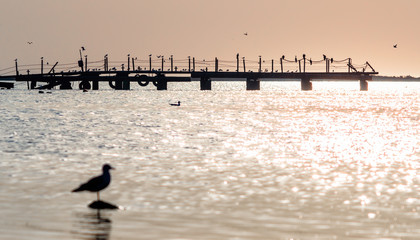 Fototapeta na wymiar silhouette old ruined bridge in the sea with birds in summer evening