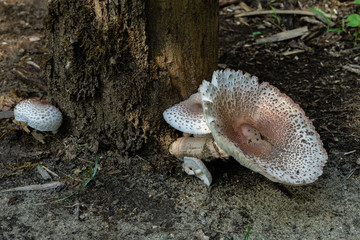 Mushrooms from family of champignons Chlorophyllum lead-slag (Chlorophyllum molybdites) deadly poisonous.  Mushrooms on oak stump in garden. Bell-shaped mushroom cap is white with tubercle in center.