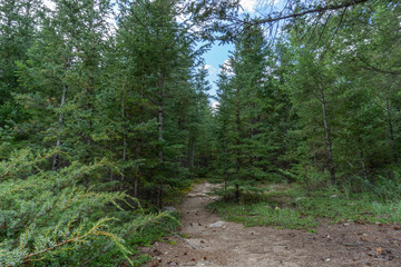 path in the forest