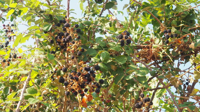 moras, fruto silvestre  de la zarzamora, florece en la primavera y el verano madura el fruto. sabor dulce, gastronomia, licores. lerida, espa&ntilde;a, europa