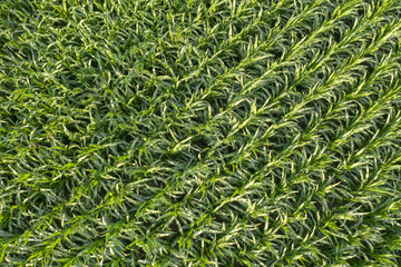 Aerial view of a corn field