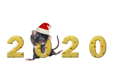 The pet rat in Santa Claus red hat is hugging a the number zero of 2020 new year made from cheese. (3d rendering). White background. Isolated.