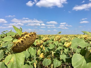 Field of sunflower