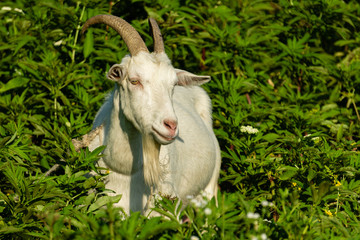 Obraz premium White goat with long curved horns stands among tall green plants and looking at something with smart look. Selective focus. Close-up of head of a white goat. Rural life and relaxation in countryside.