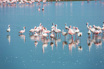 Obraz premium Flock of magnificent birds