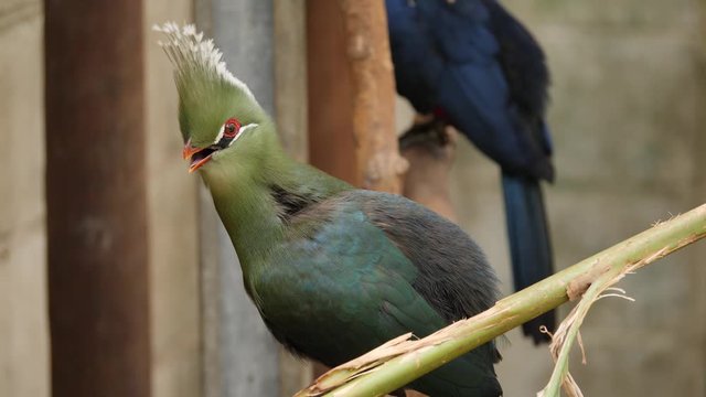 Knysna turaco