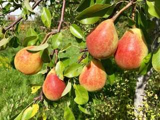 pears on tree
