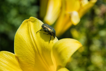Golden chafer (Cetonia aurata) sitting on yellow Lily. Insect pest on a Lily petal. Insect closeup.