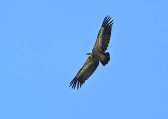 Gänsegeier 