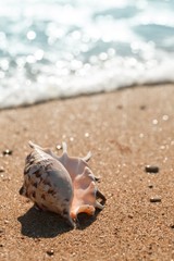 Shell on a Beach