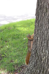 Squirrel