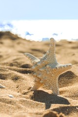 Starfish in the Sand on a Beach