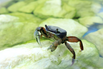 Crab holding on to stone