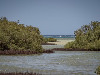 Mangrovenwald am Roten Meer Ägypten