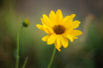 yellow flowers rudbeckia grow in the summer garden.