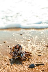 Shell on a Beach