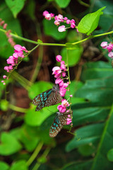 Butterfly sitting on a flower with green leaves in sunlight