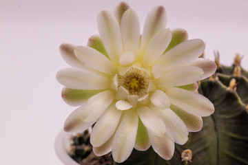 Beautiful close up Gymnocalycium mihanovichii  flower cactus on wall background.Beautiful flower soft blur color for background.