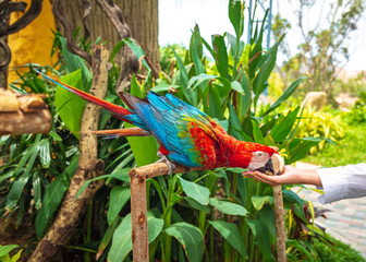 Two Red macaws parrot sitting on a tree and eat with hands © natatretiakova