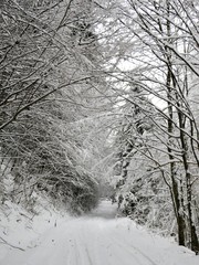 a road covered with snow among the trees