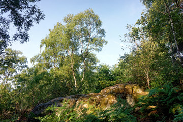 Le Cuvier chatillon rocks in fontainebleau forest
