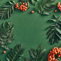 Forest sorbus and leaves top view on green background