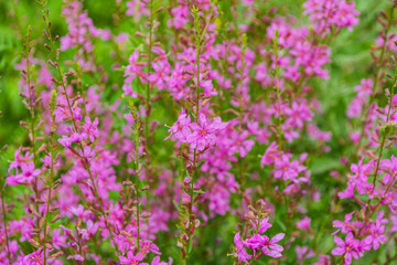 Chamaenerion angustifolium with purple flowers. Fireweed plant, medical tea. Chamaenerion angustifolium purple flowers. Chamaenerion closeup.