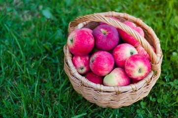 Wicker basket with red fresh ripe apples on green grass. Harvesting summer or fall crops.