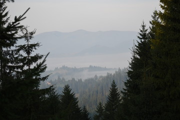 Beautiful pine trees on background high mountains. Carpathians