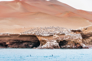 Bird colonies on the Islas Ballestas, Paracas National Reserve, Pisco Peru