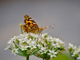 butterfly on flower