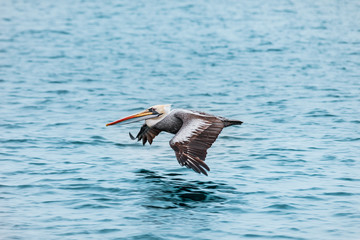 Brown pelicans flying over the sea in the Paracas National Park, Pisco, Peru